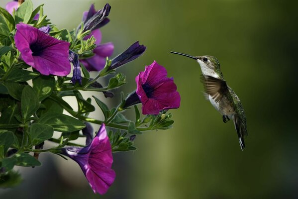 Die Natur. Vogel und Blumen auf grünem Hintergrund