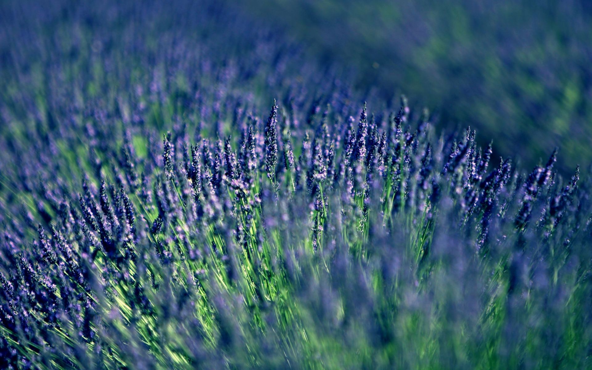 campo de flores lavanda campo naturaleza flor rural campo flora verano agricultura al aire libre paisaje violeta granja perfume heno hierba país crecimiento