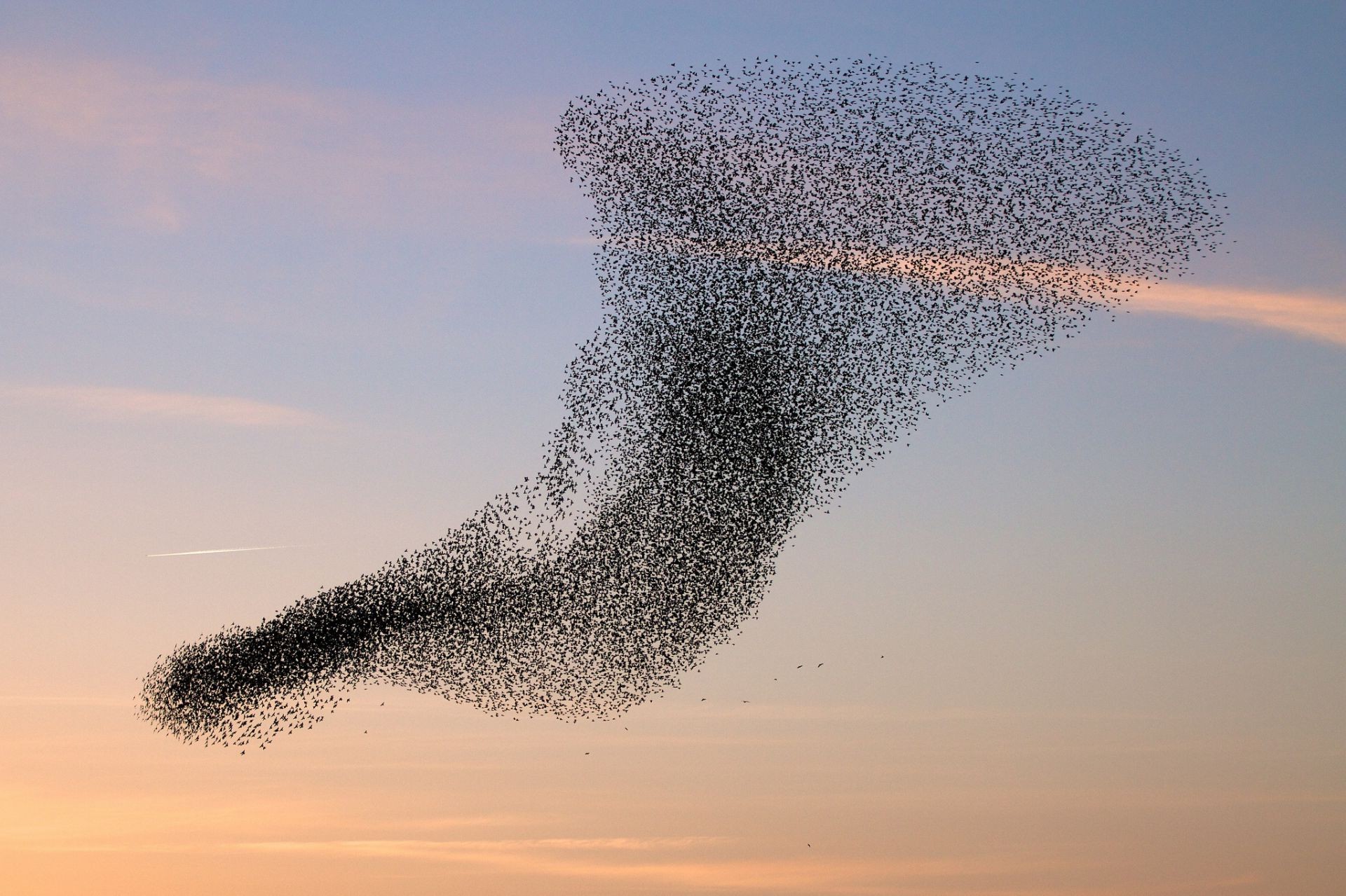 animales cielo paisaje naturaleza agua al aire libre amanecer puesta del sol invierno