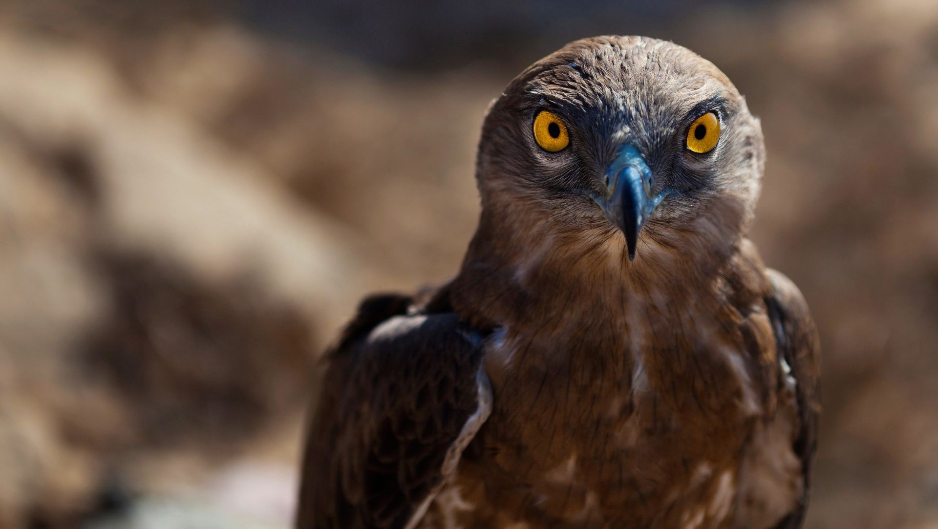 animais raptor vida selvagem pássaro presa natureza águia falcoaria retrato olho animal falcão predador bico selvagem falcão ao ar livre pena visualização