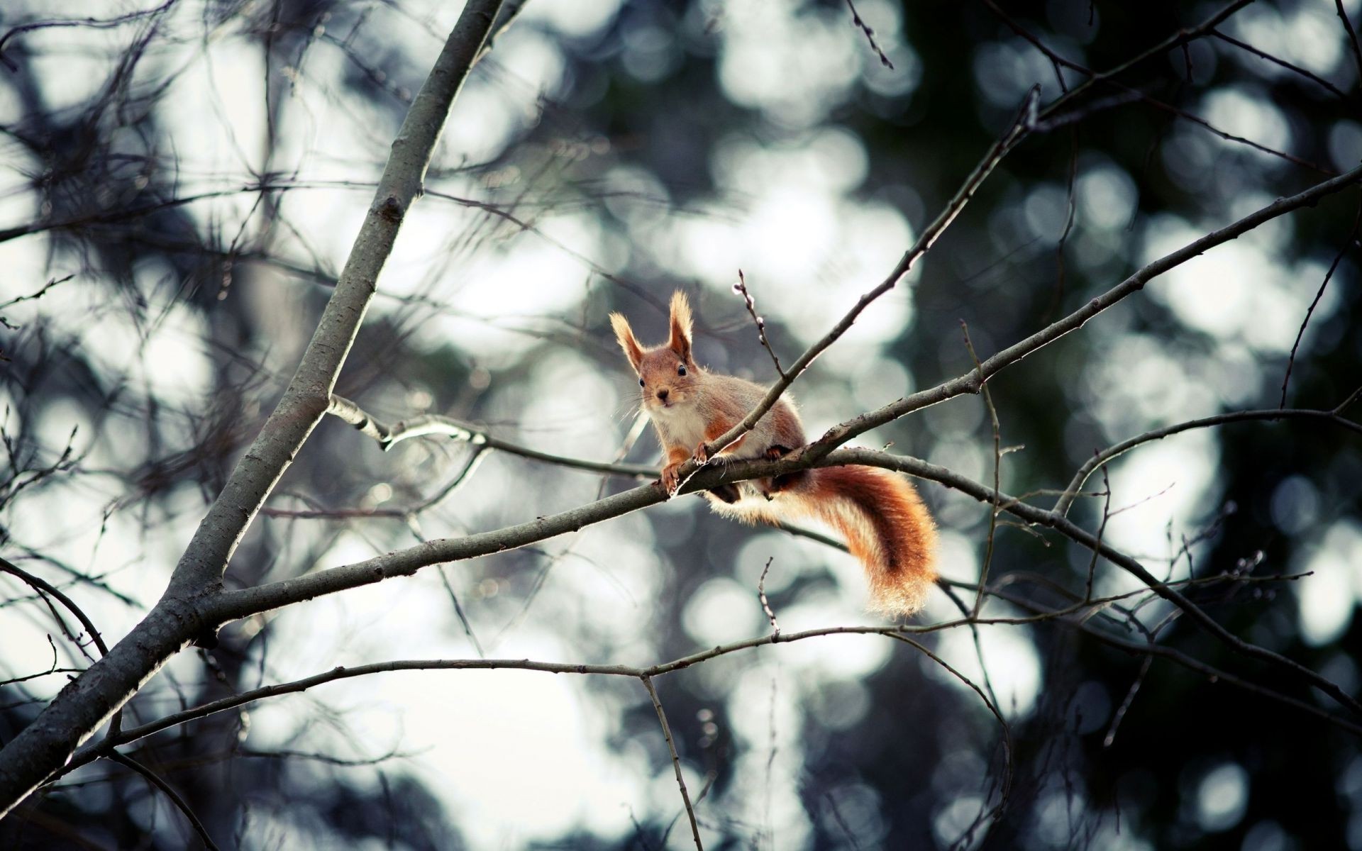 proteins tree wood nature outdoors winter fall wildlife park squirrel mammal branch wild season one