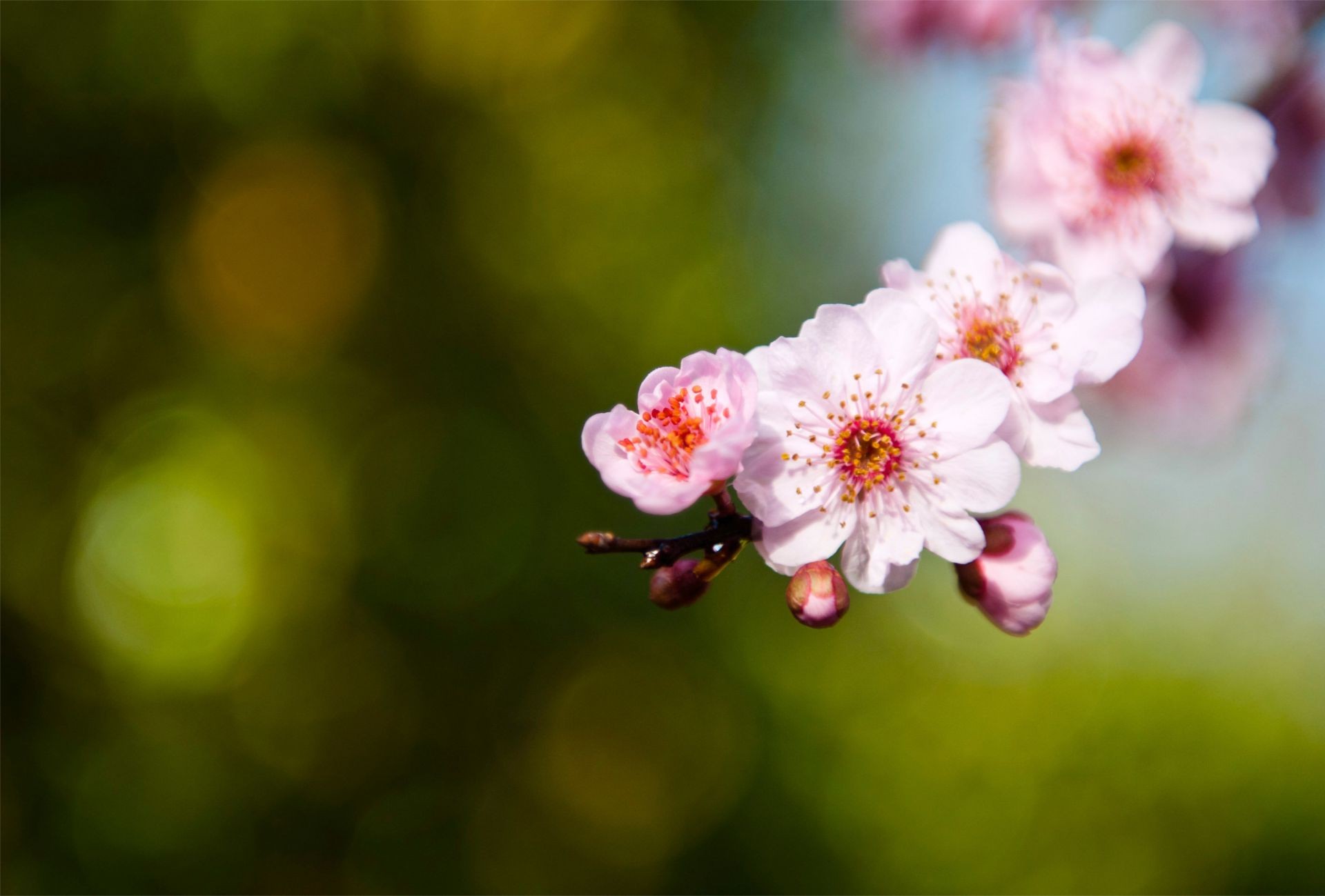 the flowers on the trees flower nature flora leaf garden growth summer cherry apple tree bright branch blooming floral color outdoors season close-up petal