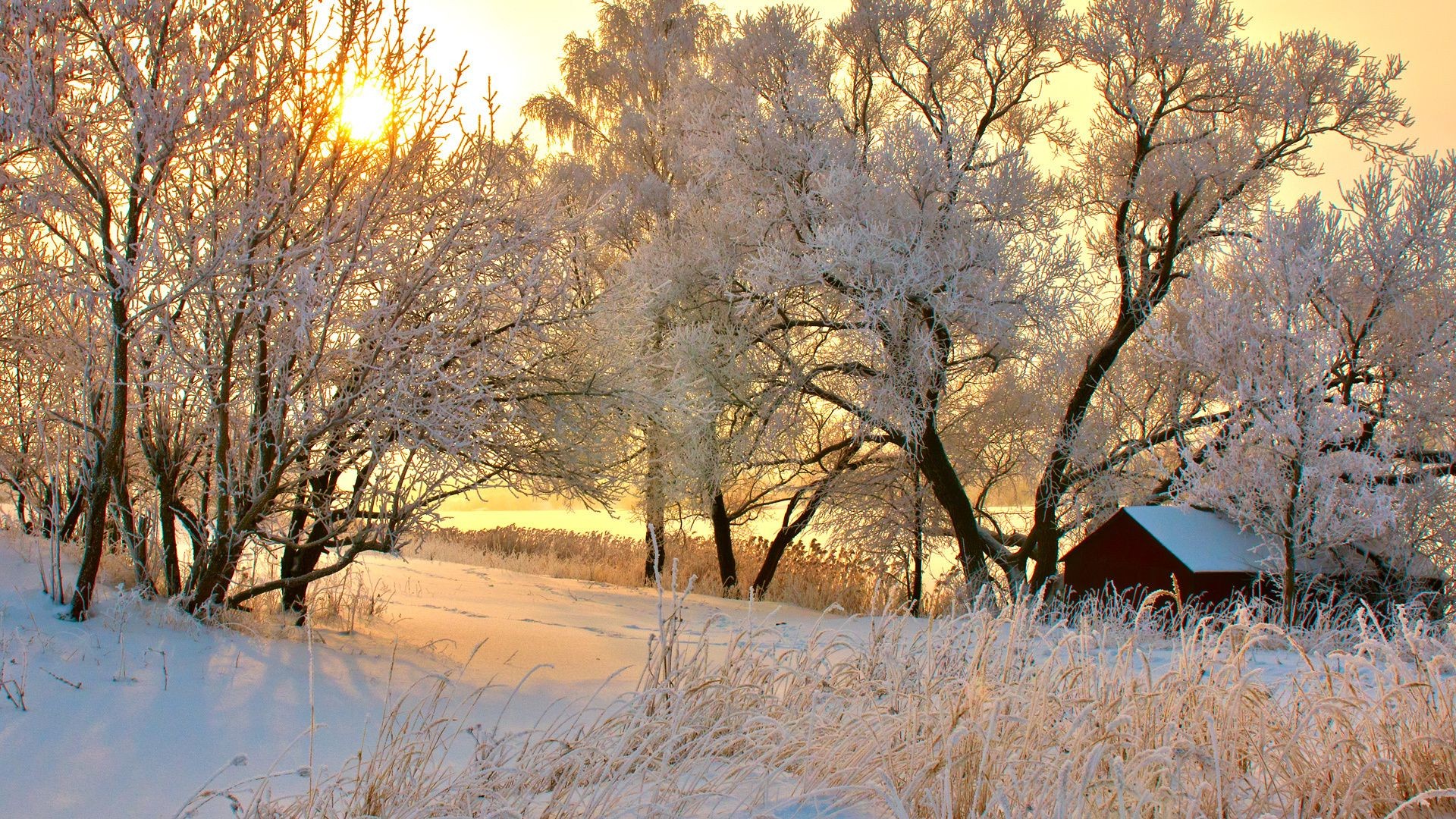 trees winter tree landscape snow frost cold wood nature branch season frozen dawn weather park ice fall fair weather scenic countryside