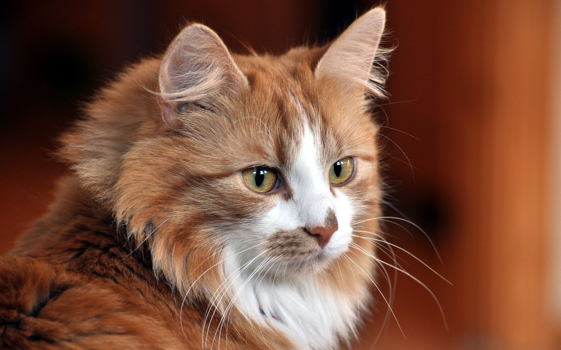 gatos gato fofa gatinho olho pele animal de estimação mamífero animal retrato bigode pequeno