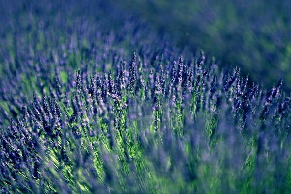 Campo con fiori di lavanda blu