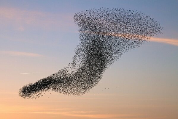 Impresionante bandada de aves