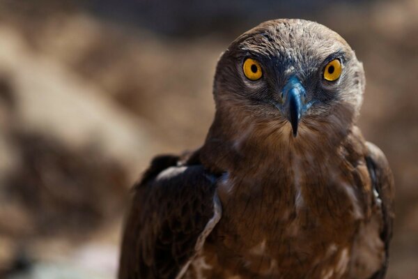 Oiseau de proie bouchent