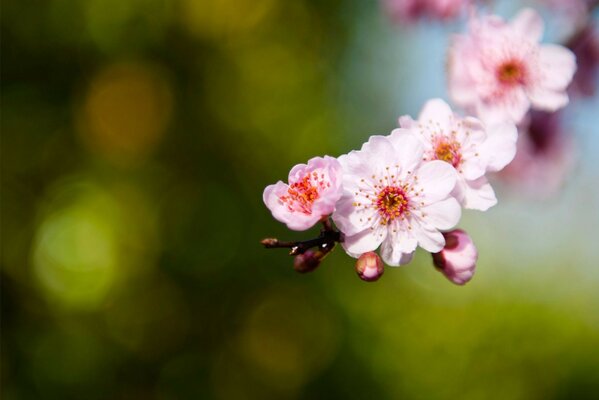 Sakura Knospen Zweig rosa Zweig Blütenblätter