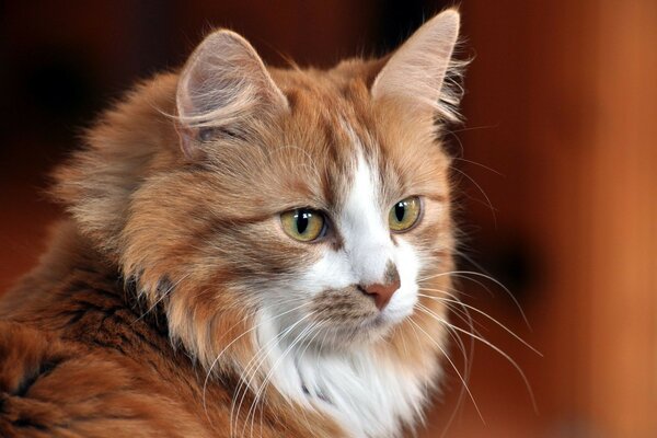 Gato lindo, peludo y Bigotudo