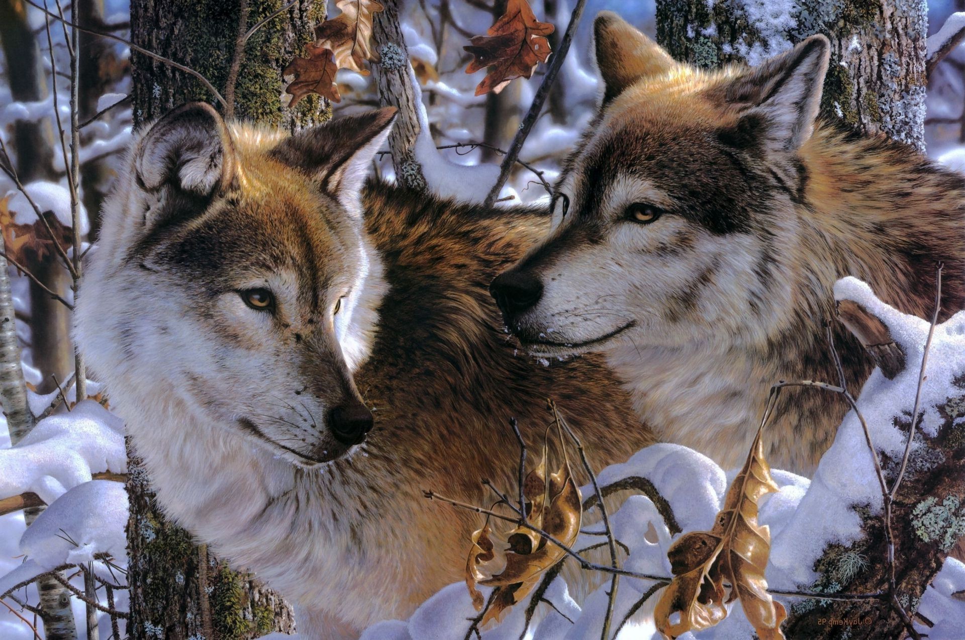 tiere säugetier tierwelt natur tier raubtier im freien wild wolf porträt zoo pelz winter ansicht