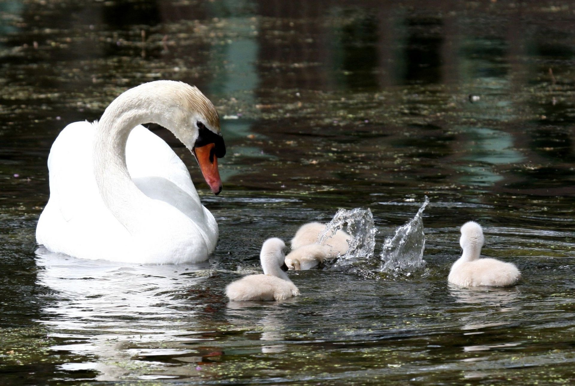 animals swan bird water lake waterfowl pool duck swimming feather wildlife mute reflection poultry river nature goose neck beak animal