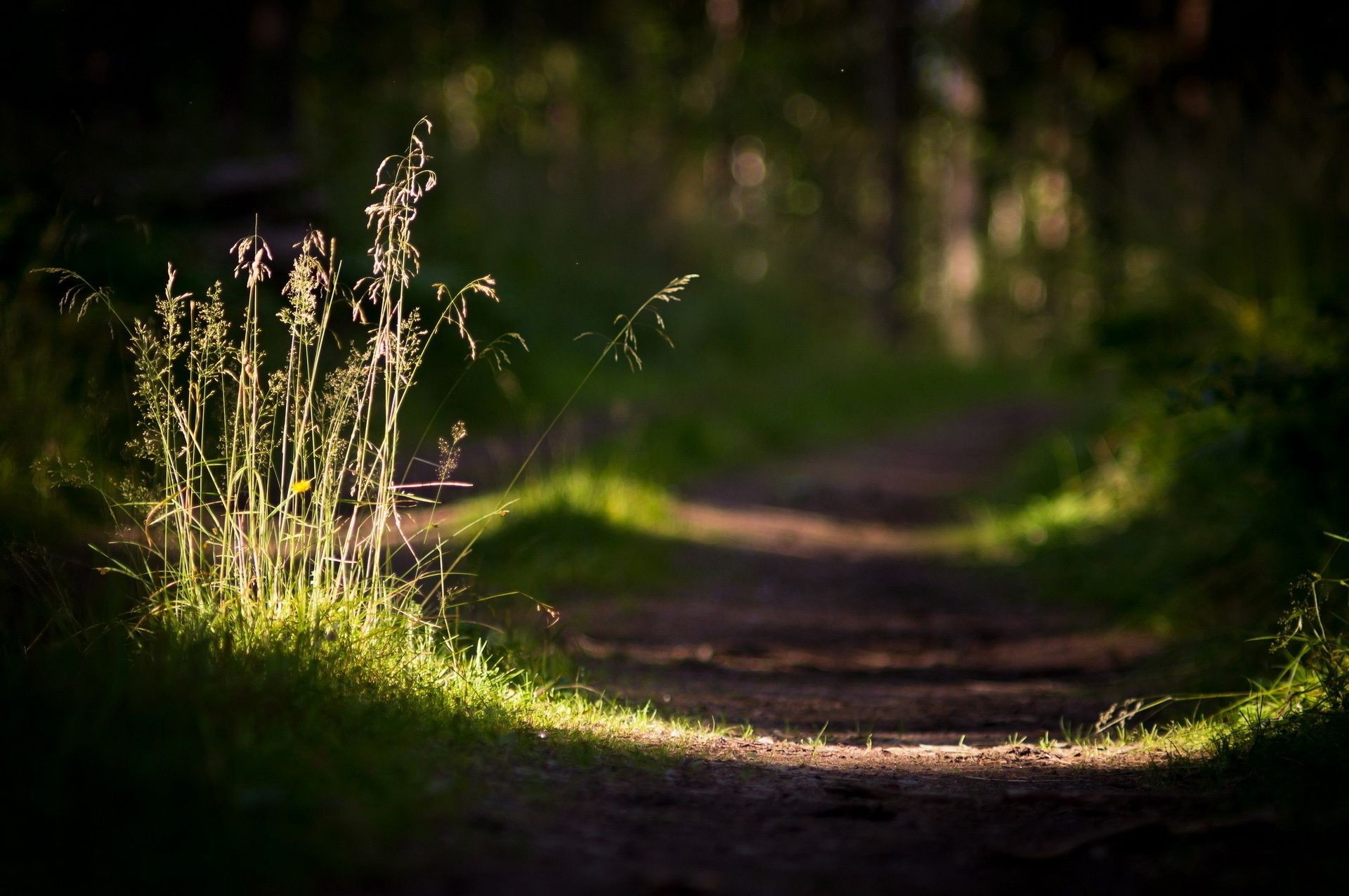 wald landschaft natur gras im freien holz dämmerung blume blatt licht park baum garten flora farbe wachstum