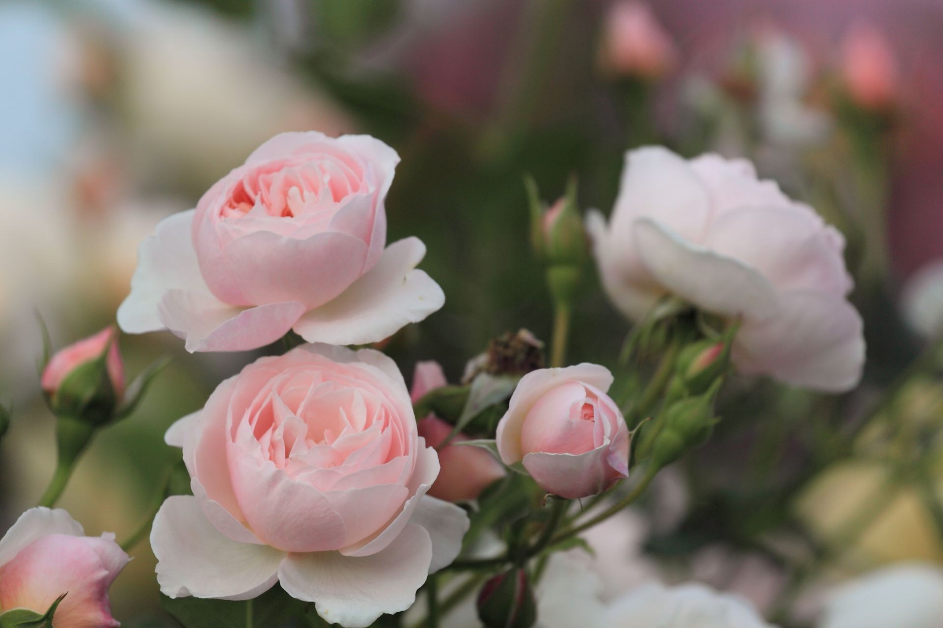 rosas flor amor naturaleza pétalo romance boda ramo hoja flora floral bluming romántico verano