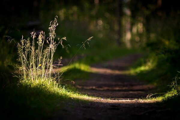 The sun illuminates the grass in close-up