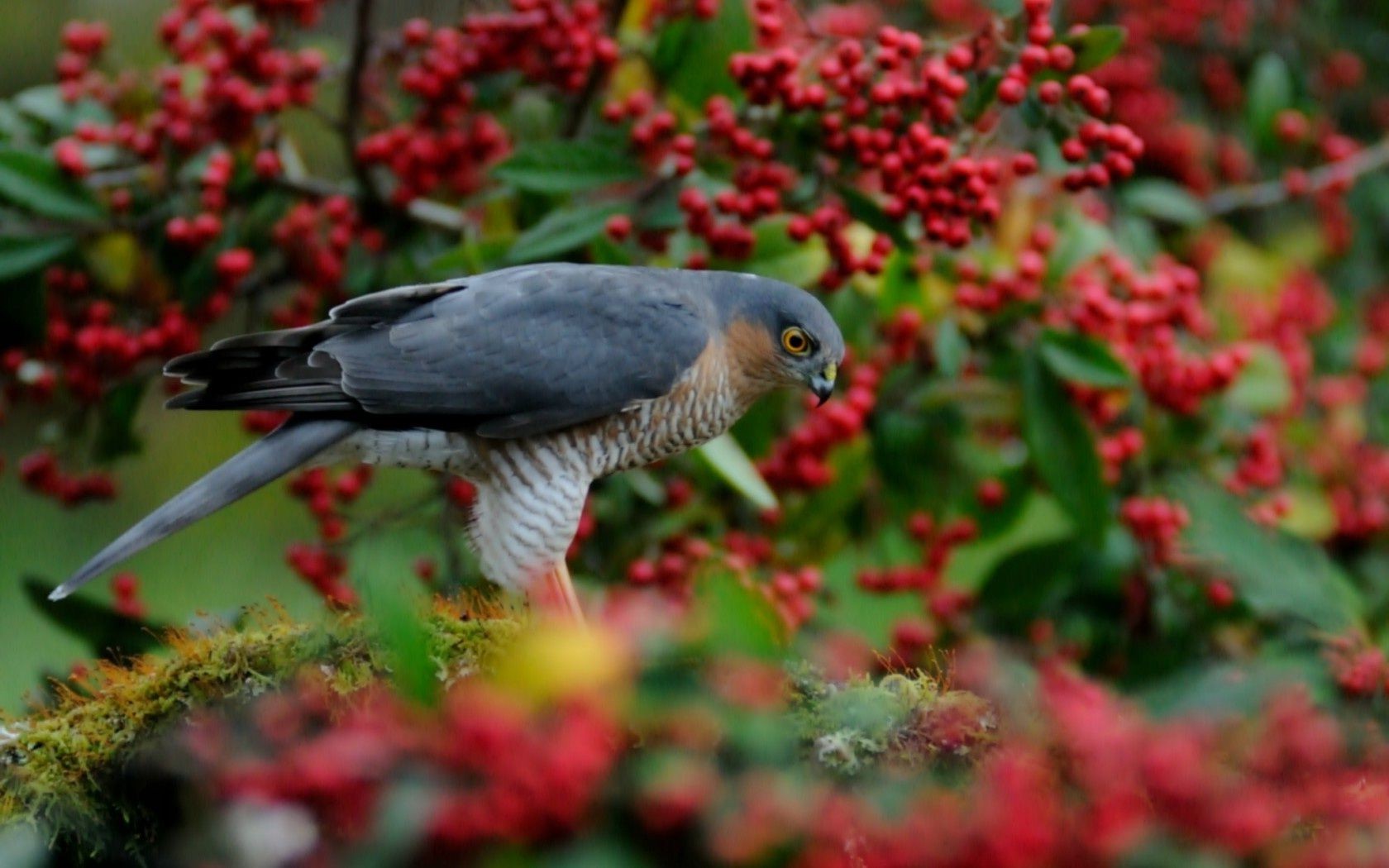 animaux nature fleur jardin arbuste oiseau arbre à l extérieur