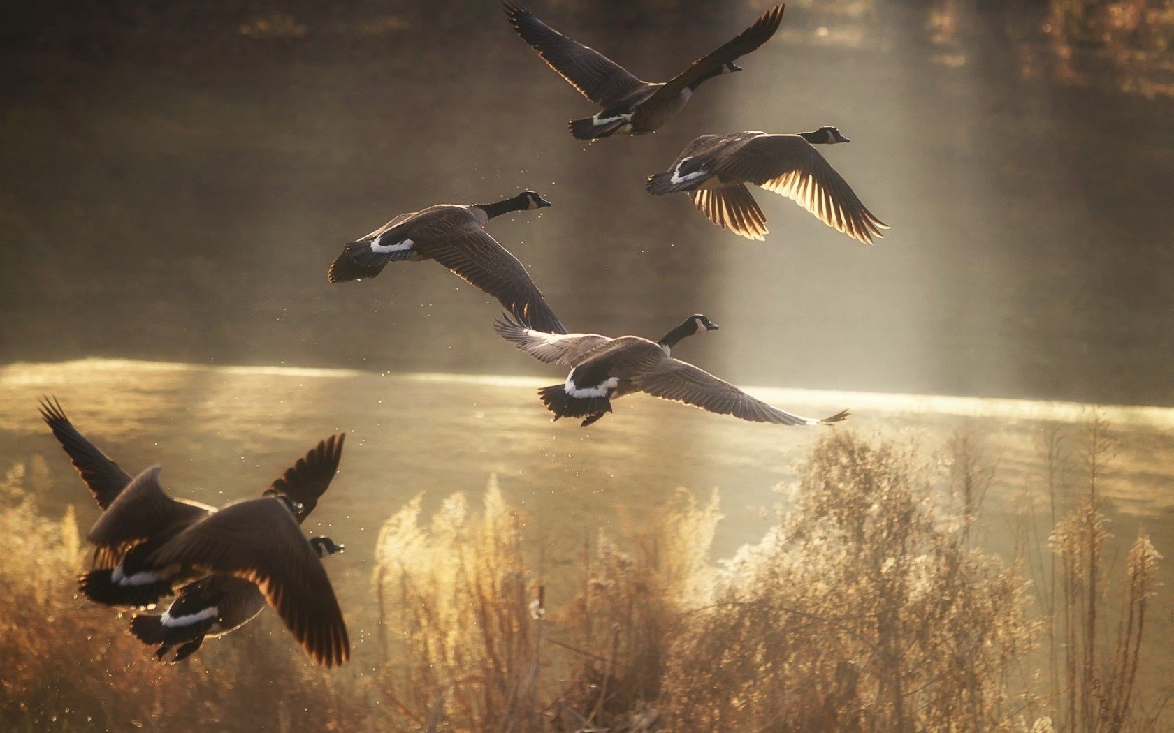 animaux oiseau oie faune mouettes à l extérieur eau action canard sauvagine nature oiseaux vol voler deux lumière du jour aube