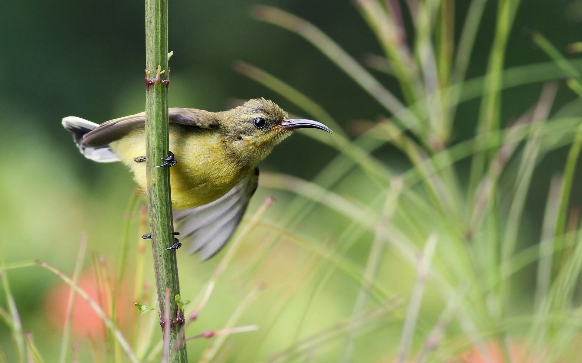 animaux nature oiseau la faune en plein air sauvage