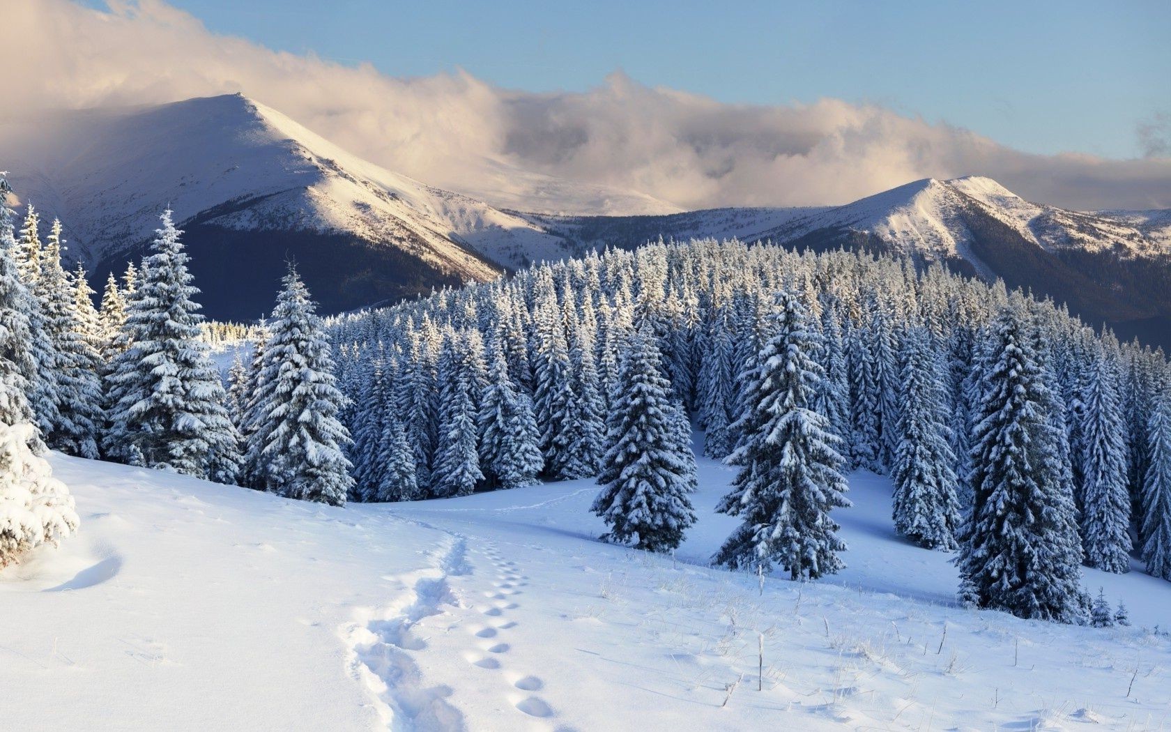 floresta neve inverno frio montanhas geada madeira congelado gelo cênica neve evergreen pico de montanha paisagem temporada colina alpino bom tempo resort coníferas