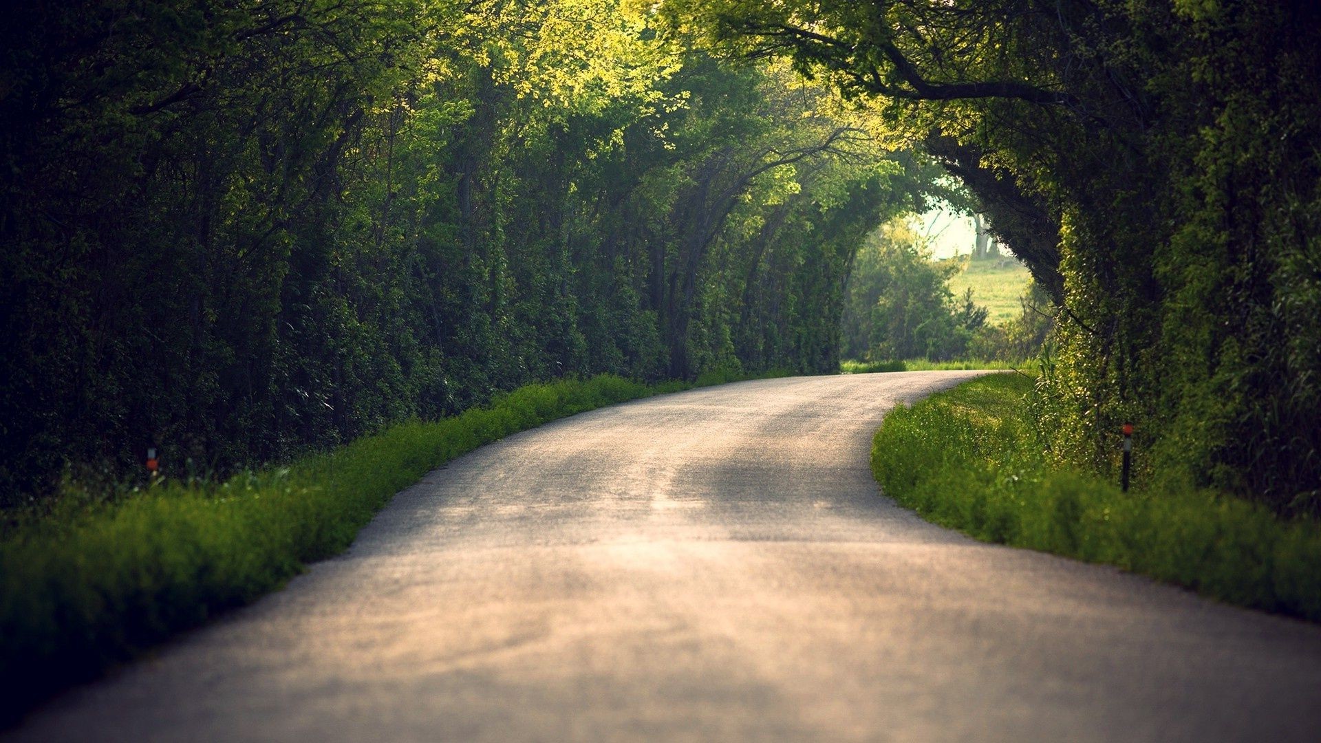 road tree landscape guidance wood nature dawn park outdoors grass fog countryside scenic travel