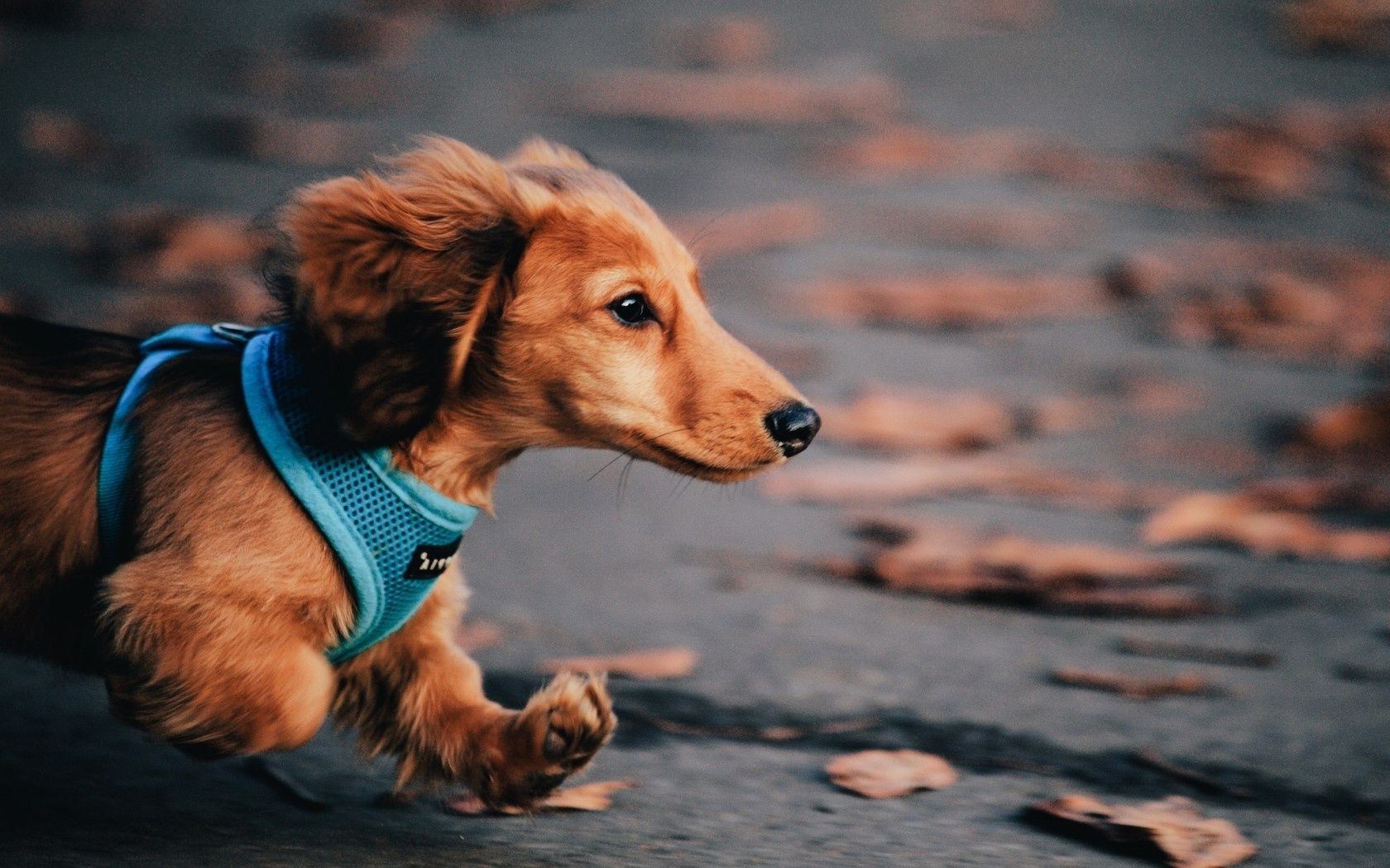 perros perro retrato lindo perro mascota mamífero animal pequeño cachorro