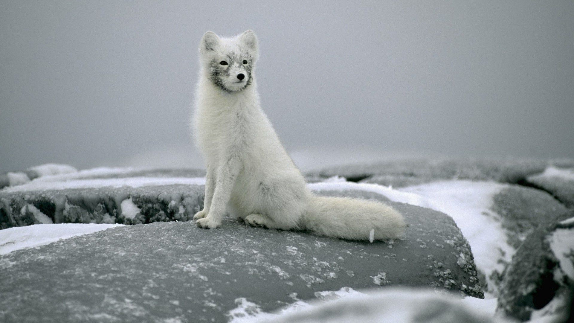 renards neige givré hiver mammifère froid glace eau nature à l extérieur congelé