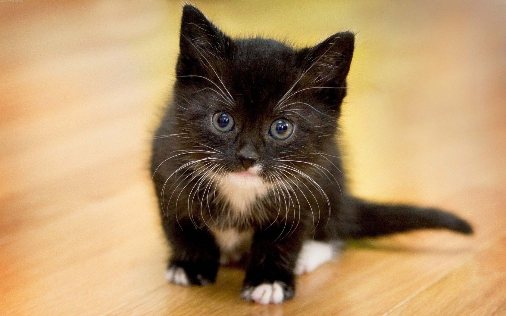 gatos gato gatinho fofa mamífero animal de estimação olho pele retrato animal pequeno doméstico sentar bigode visualização curiosidade criança