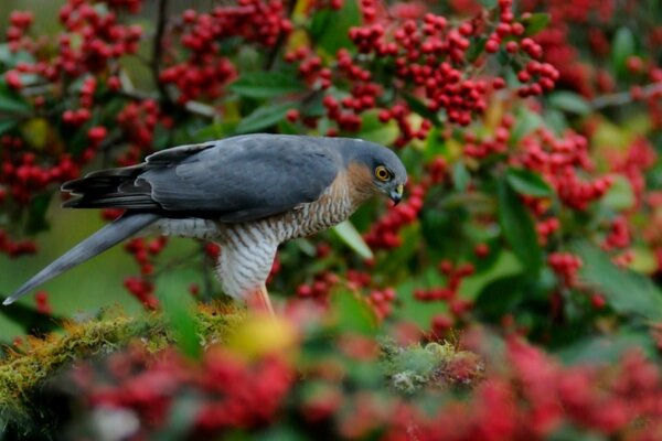 Un pajarito se sienta en una rama de un arbusto con bayas rojas