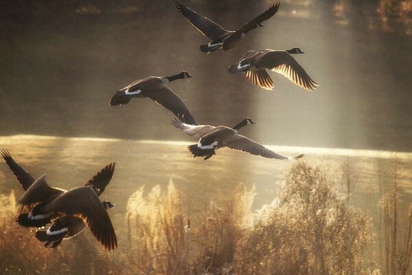 Eine Herde wilder Enten am Himmel