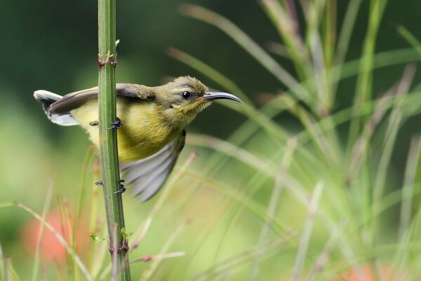 Kleiner Vogel mit gelbem Bauch