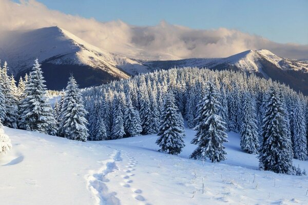 Winter landscape with forest and mountains