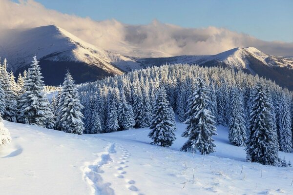 冬季景观与森林和山脉