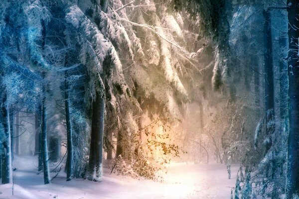 Winter and frosty evening in the forest