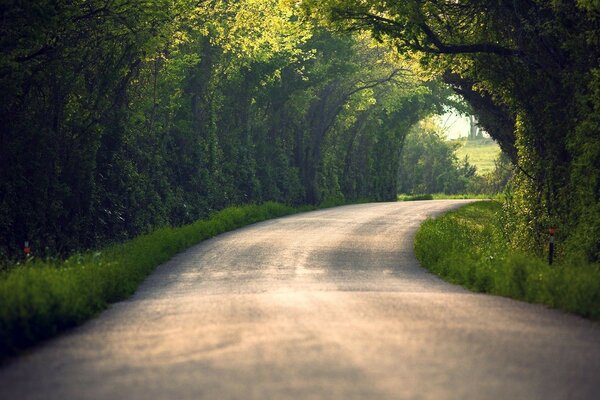 一条有树木隧道的道路。 大自然