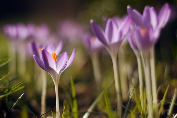 Tendre fleurs violettes closeup