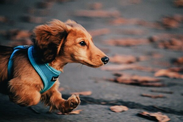 Hermoso perro en un arnés