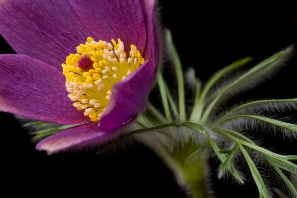 Purple flower close-up