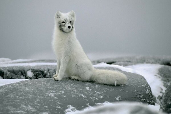 Mammals of the fox in the morse winter