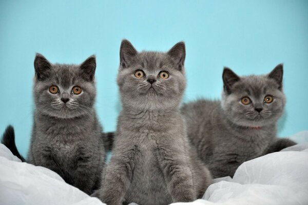 Tres lindos gatos ahumados