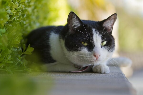 Chat mignon avec des yeux verts