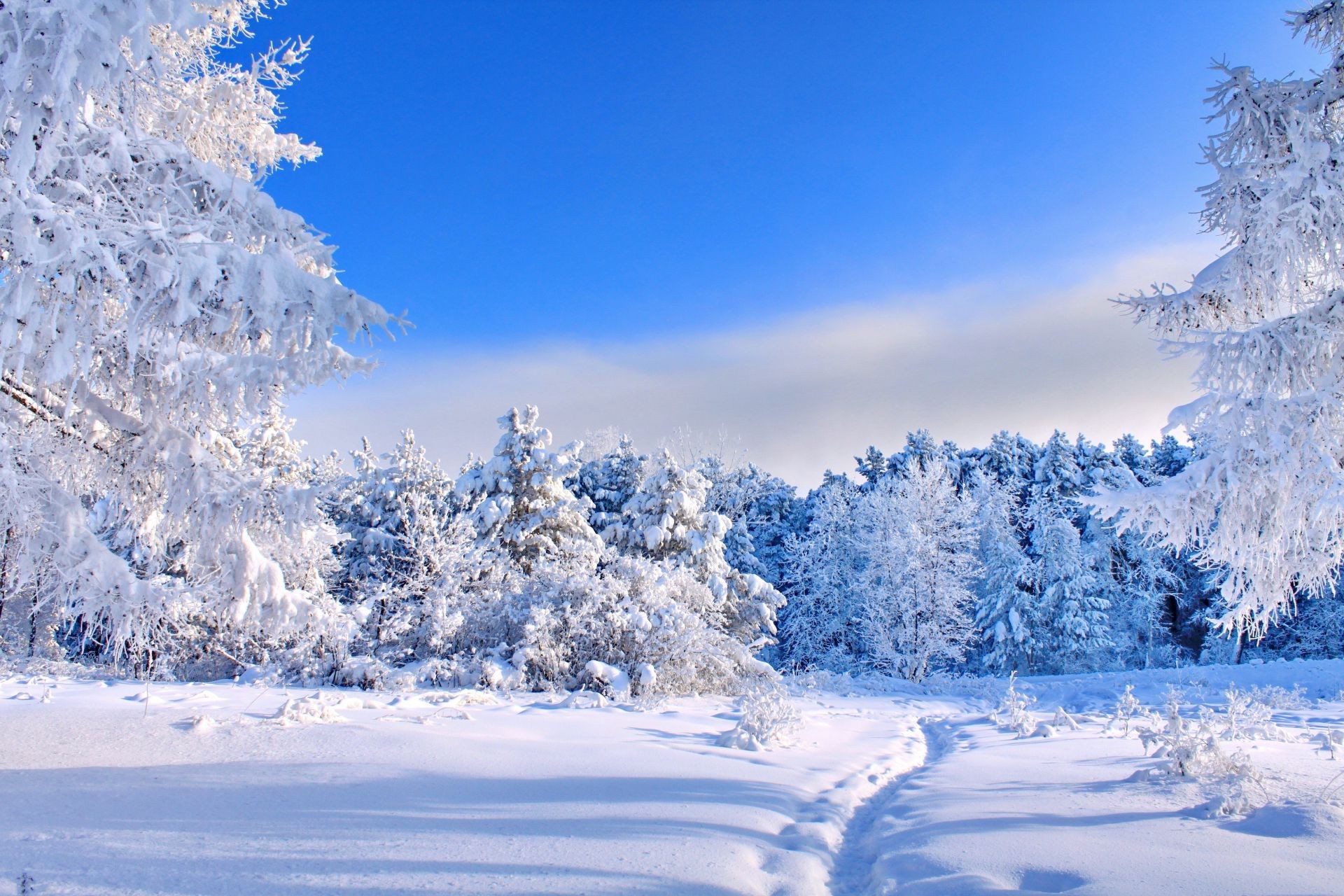 winter snow cold frost ice frozen scenic season frosty wood landscape icy tree weather snowy mountain chill snow-white fair weather