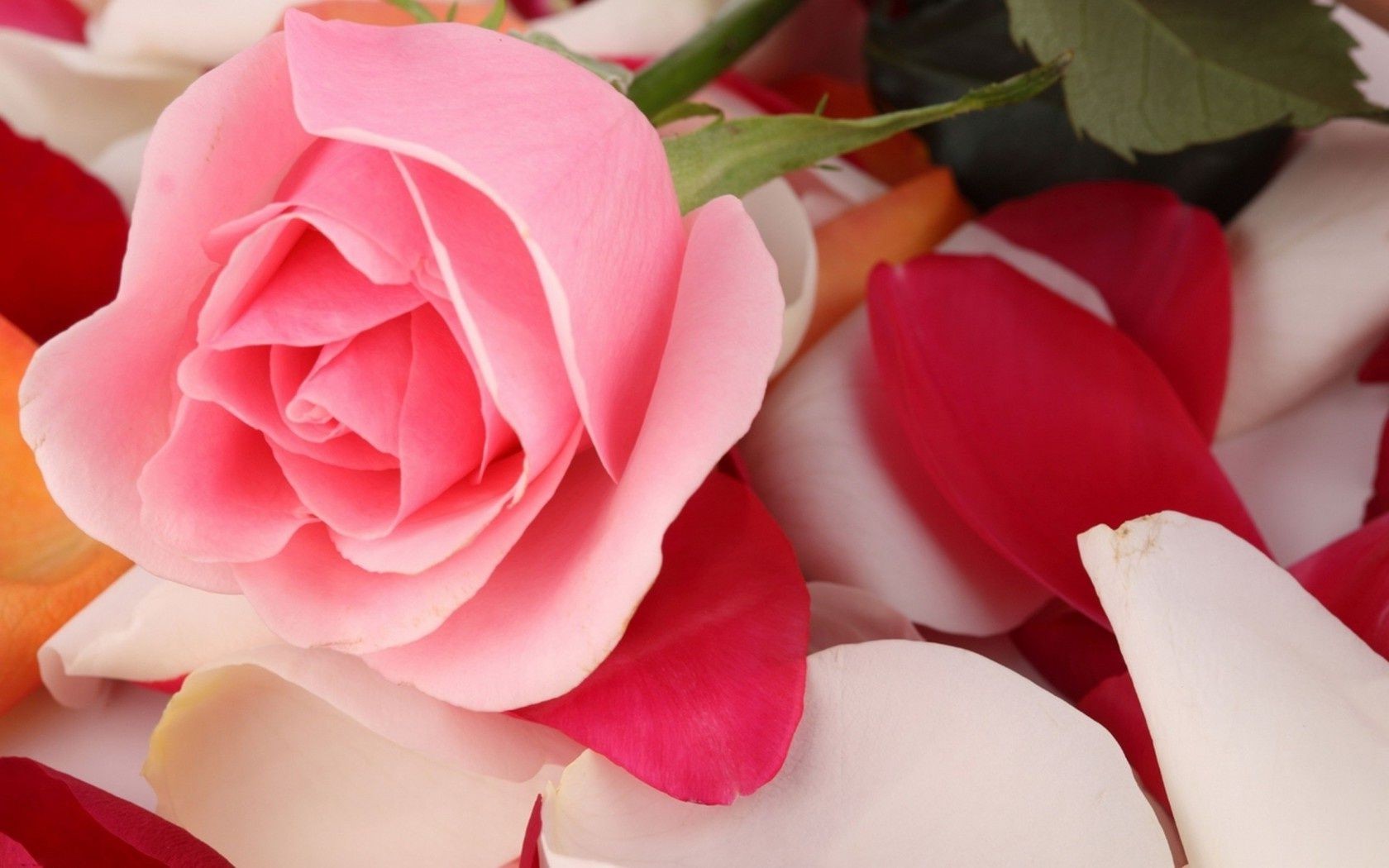 rosas flor amor romance romántico regalo boda pétalo floral naturaleza bluming hoja ramo hermoso flora