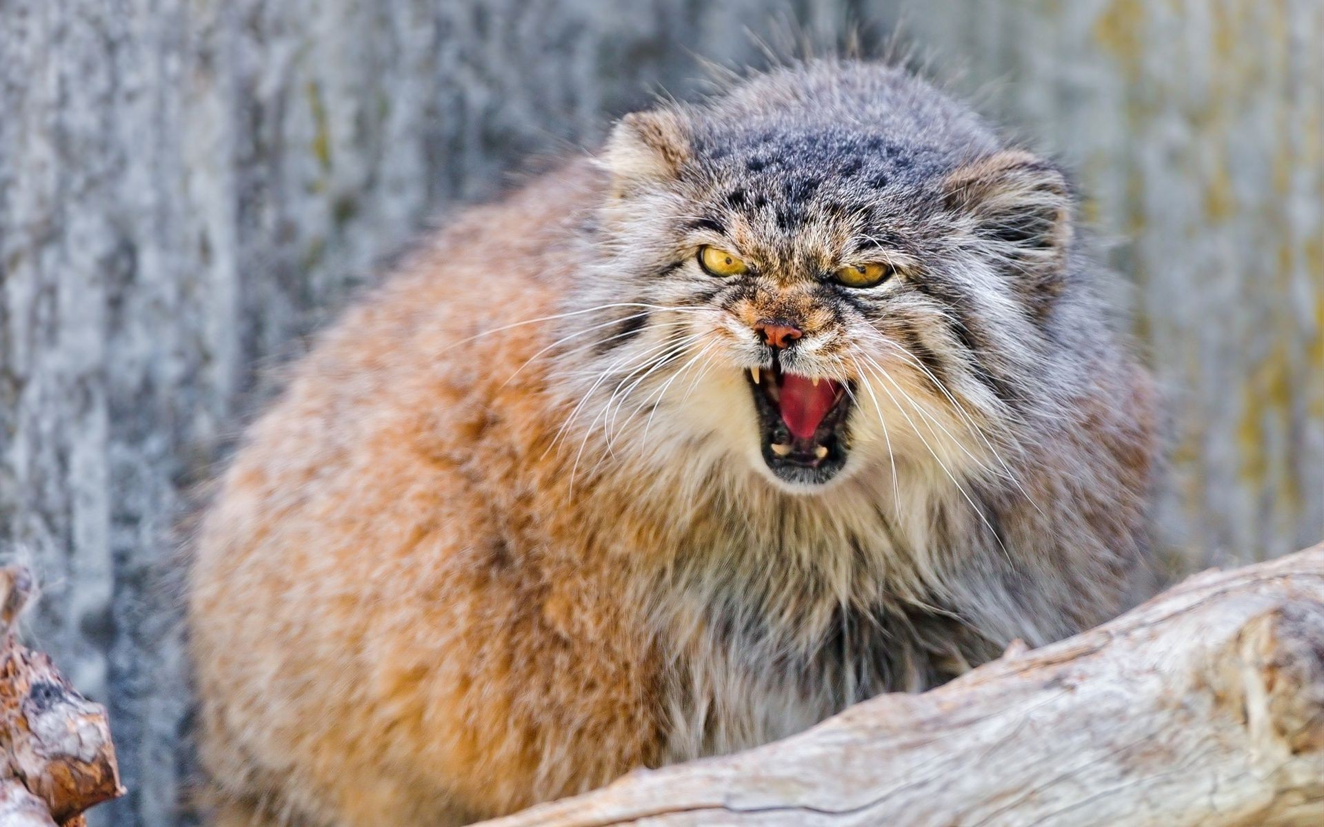 animaux la faune la nature mammifère animal sauvage à l extérieur bois fourrure prédateur mignon