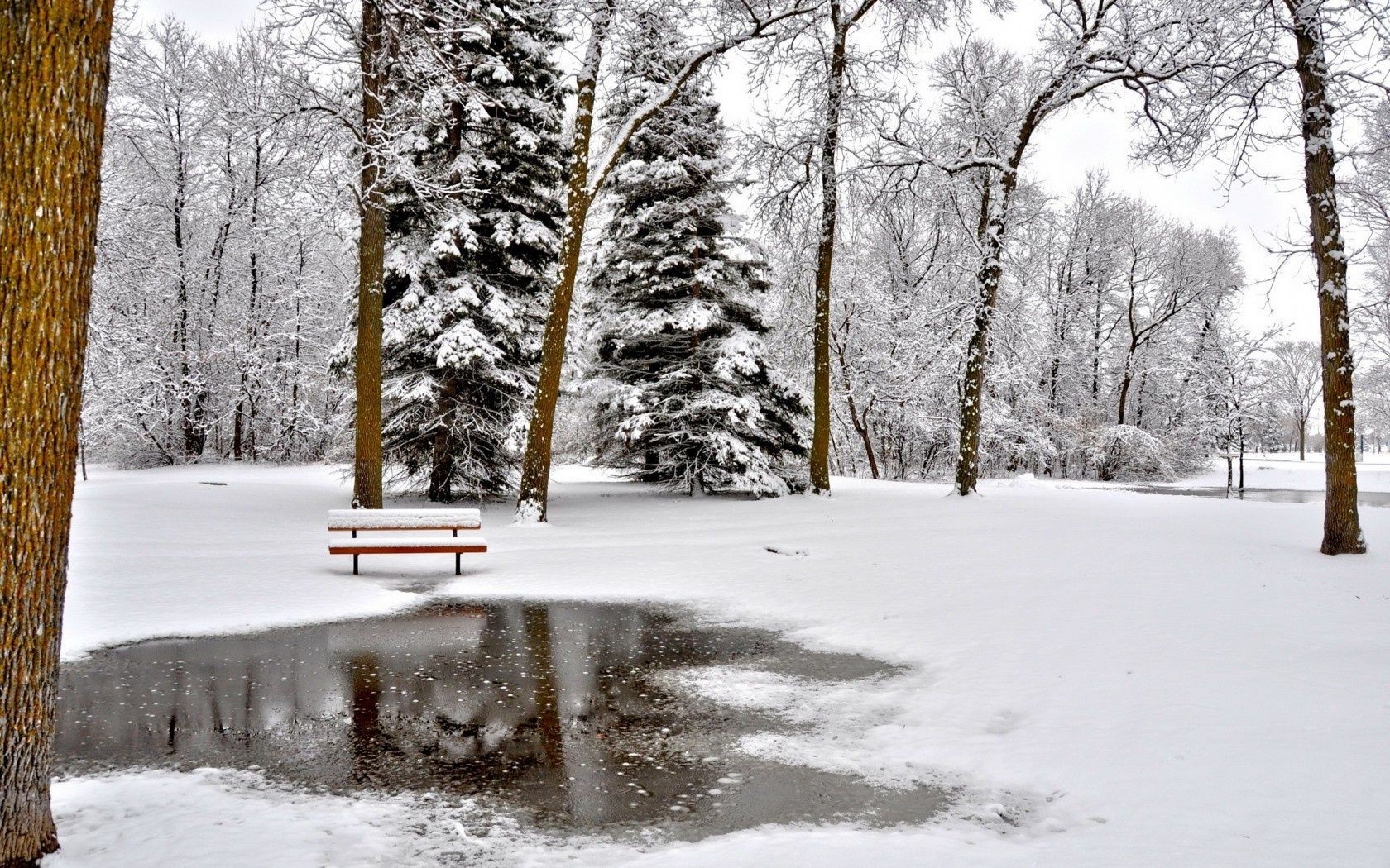 ríos estanques y arroyos estanques y arroyos nieve invierno escarcha frío congelado hielo tiempo madera árbol temporada paisaje tormenta de nieve helada niebla naturaleza carretera nevado rama buen tiempo