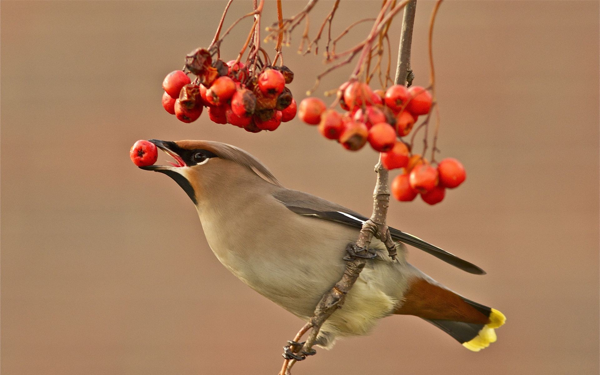 hayvanlar kuş yaban hayatı doğa berry