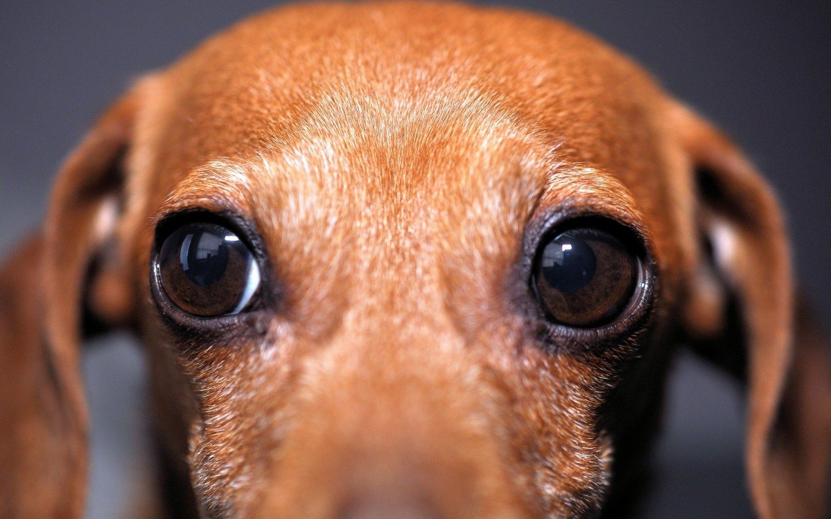 chien chien mignon mammifère canin portrait chiot oeil animal de compagnie drôle miniature aperçu un teckel s asseoir animal peu chien à la recherche amitié