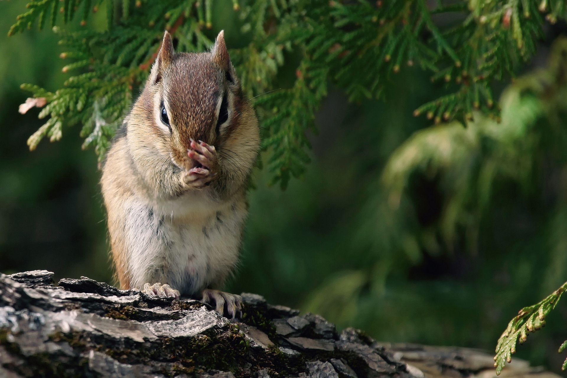 animales vida silvestre naturaleza madera al aire libre ardilla madera salvaje mamífero roedor animal ardilla