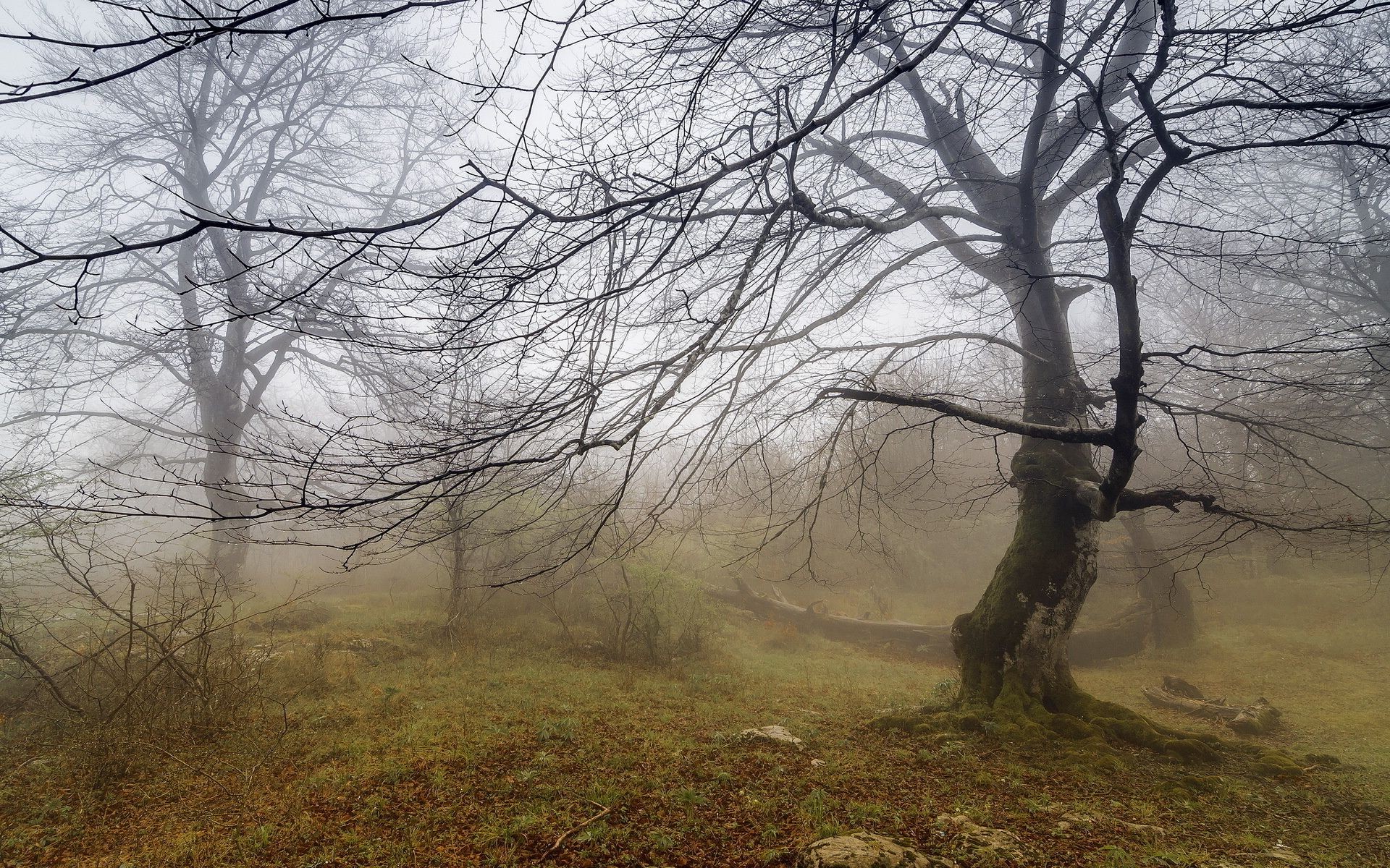 paisaje árbol paisaje madera niebla otoño niebla naturaleza amanecer parque invierno rama temporada medio ambiente tiempo escénico al aire libre hoja campo buen tiempo