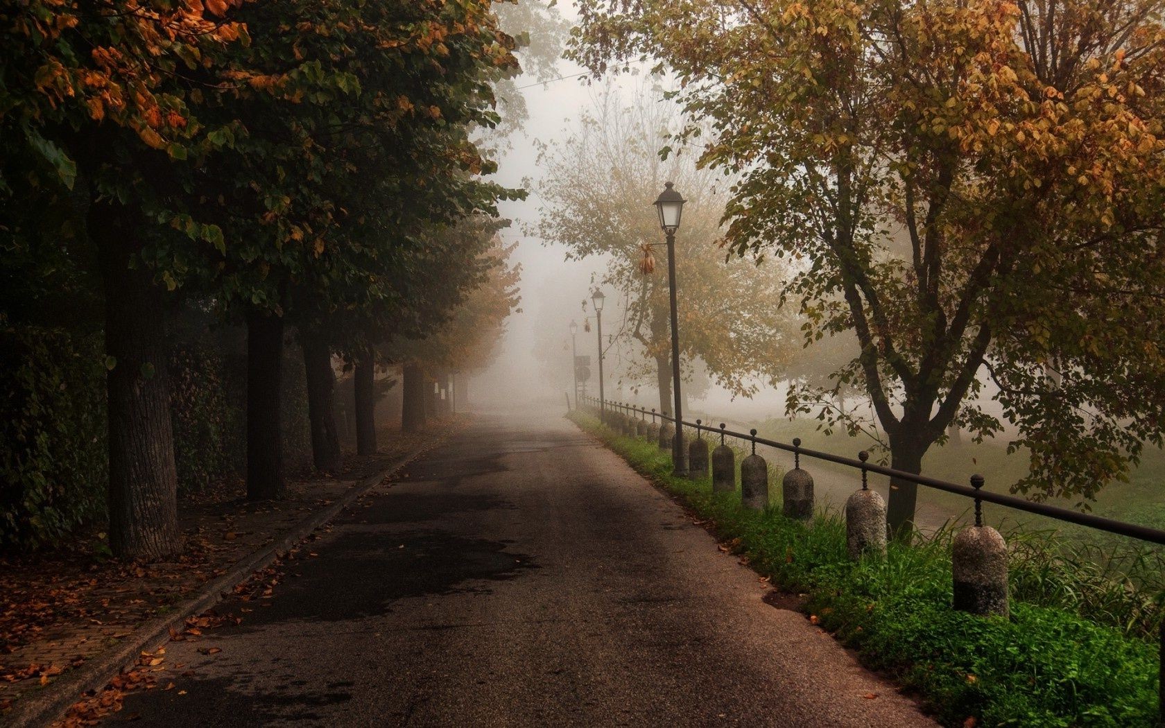 road tree fall guidance leaf landscape alley park outdoors fog wood dawn light mist nature