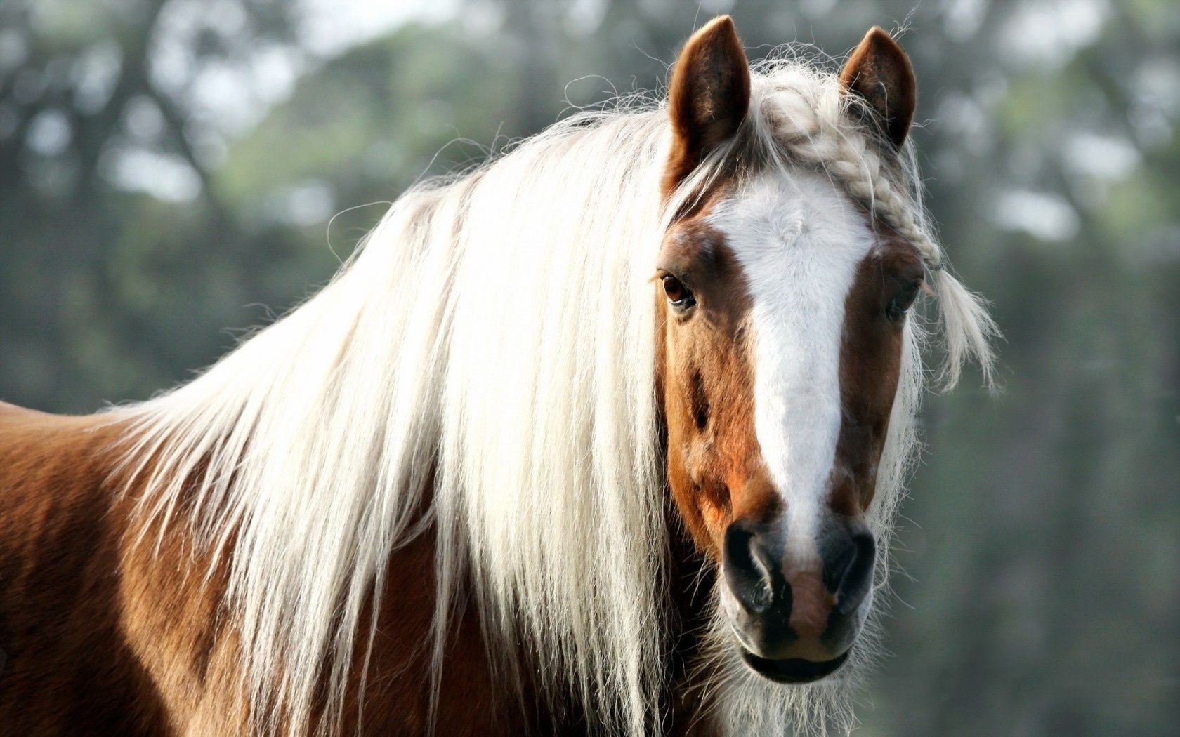 horses animal mare cavalry portrait mane mammal stallion horse equine pony nature farm equestrian one pet domestic cute hair wildlife wild