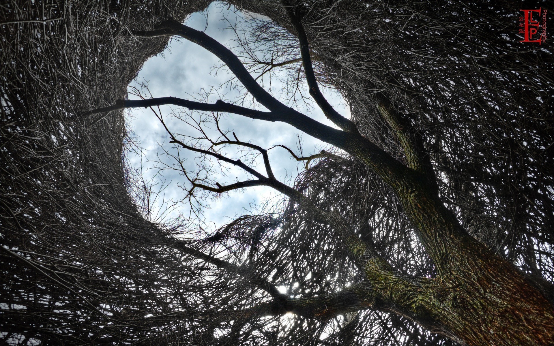 sculpture tree nature wood landscape winter branch environment snow trunk weather cold desktop park outdoors light season leaf dawn fall